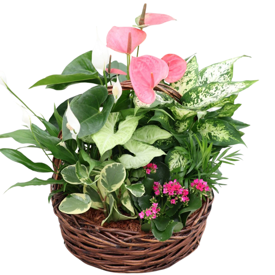 Grey Wicker Basket Mixed Tropical
