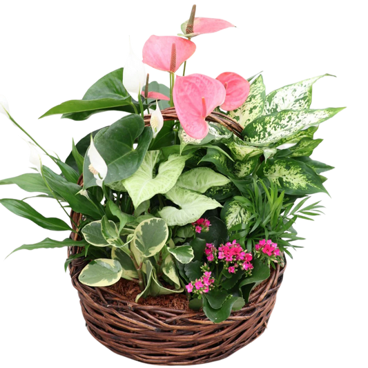 Grey Wicker Basket Mixed Tropical