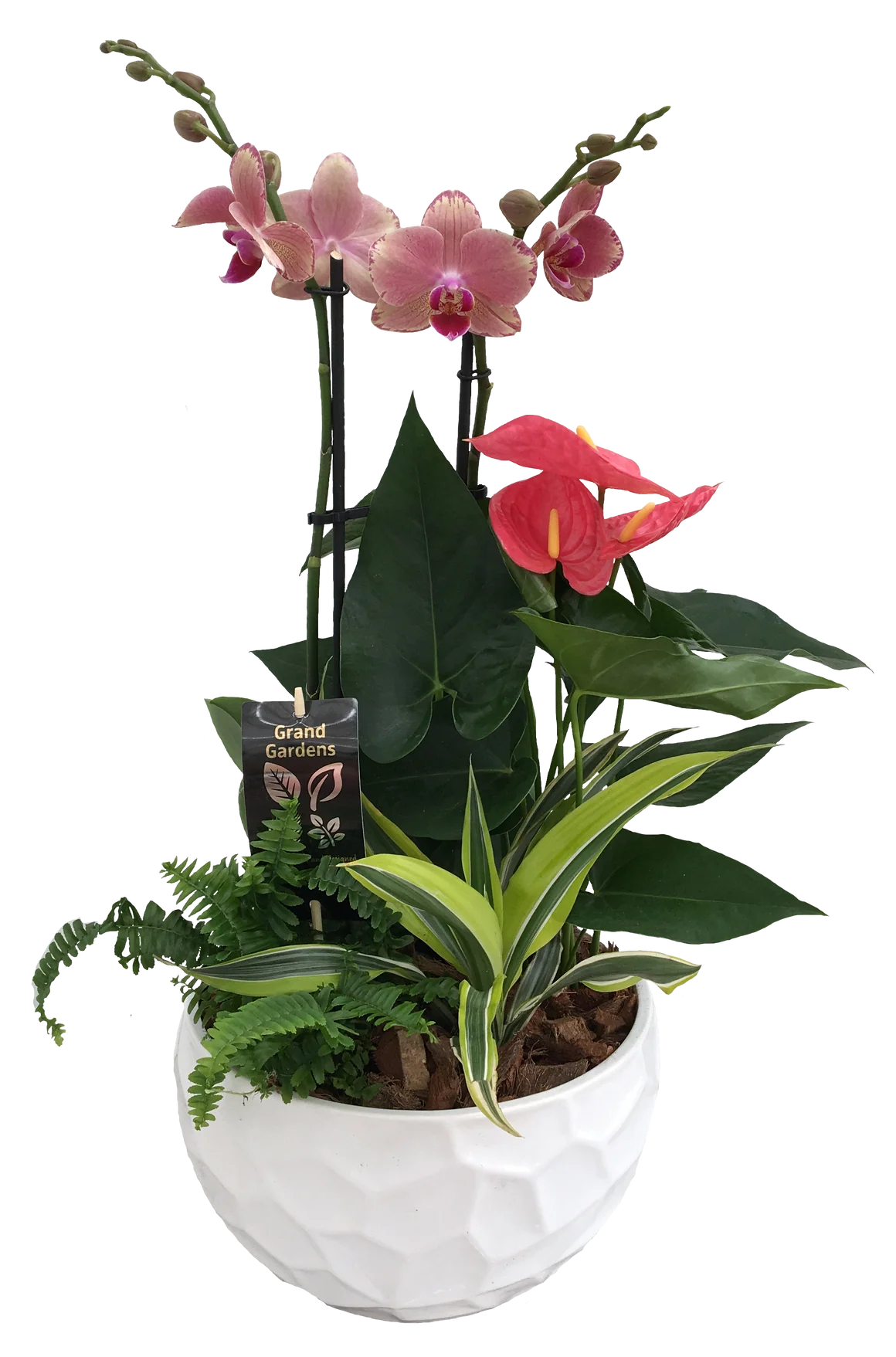 Deluxe Orchid Planter