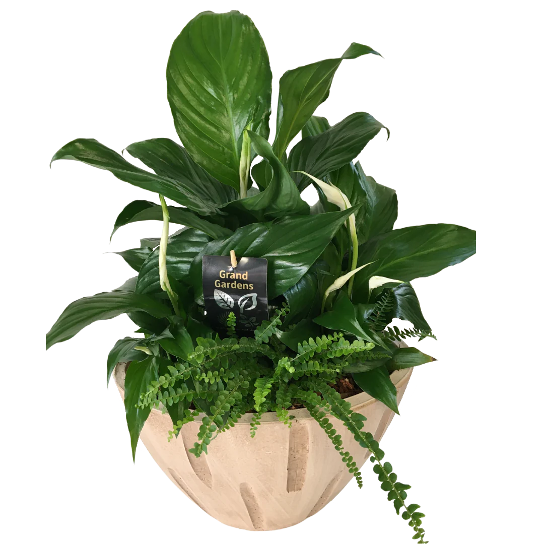 Peace Lily Planter