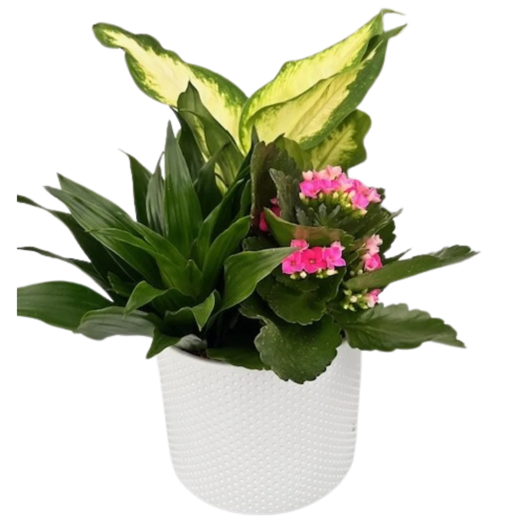 Mixed Tropical Planter