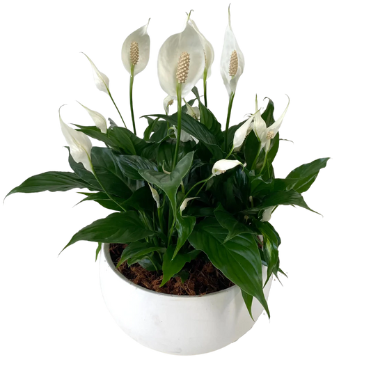 White Sympathy Tropical Bowl