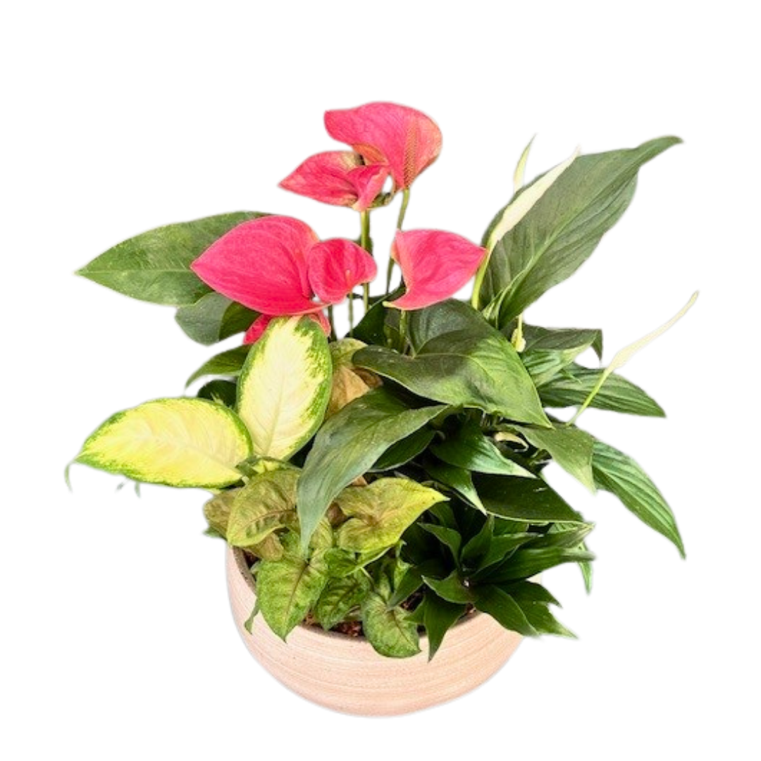 Modern Anthurium Planter