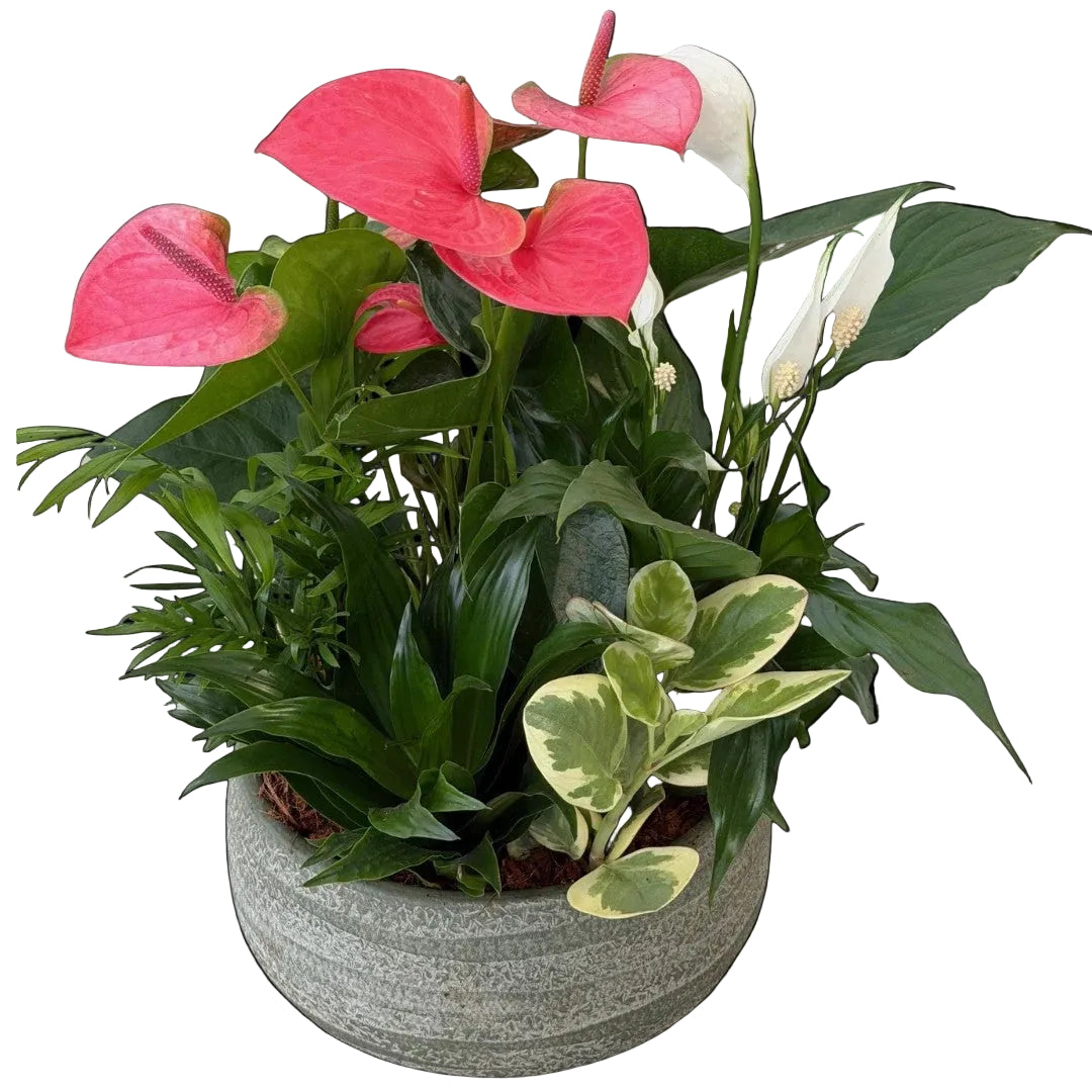 Mixed Anthurium Bowl