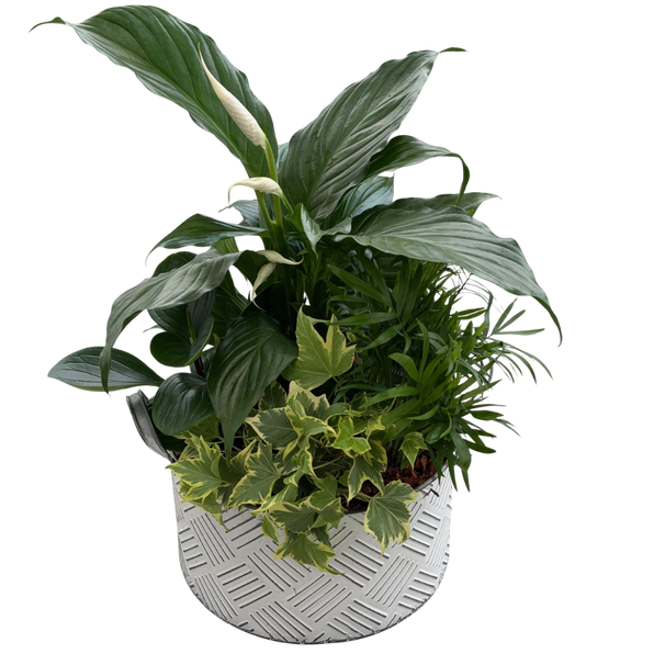 Crosshatch Tin Mixed Tropical