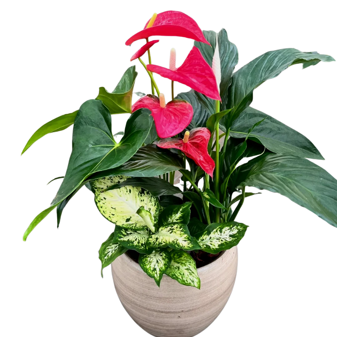 Cresta Anthurium Planter