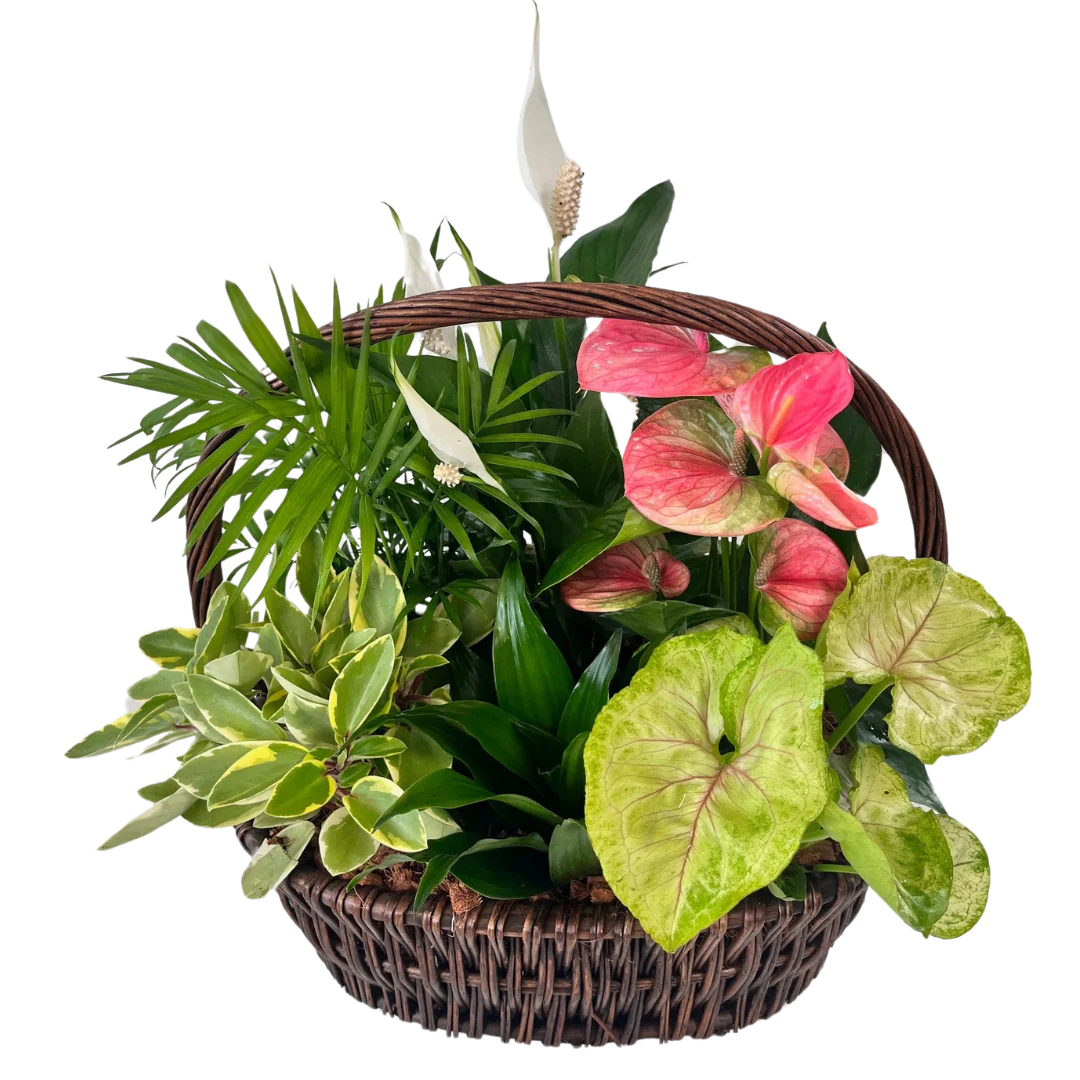 Wicker Basket Mixed Tropicals