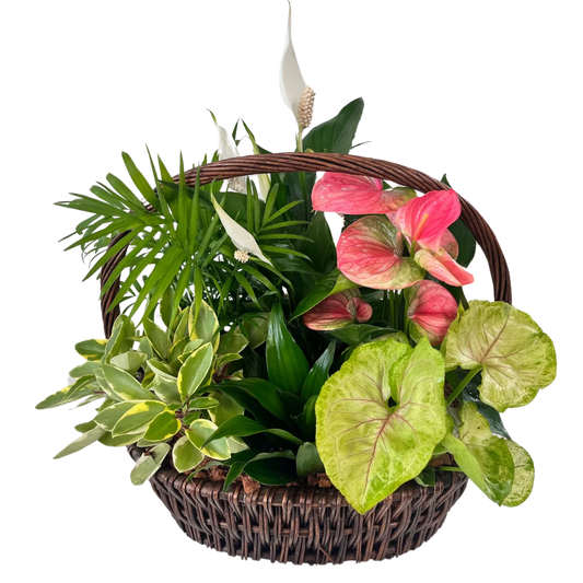 Wicker Basket Mixed Tropicals