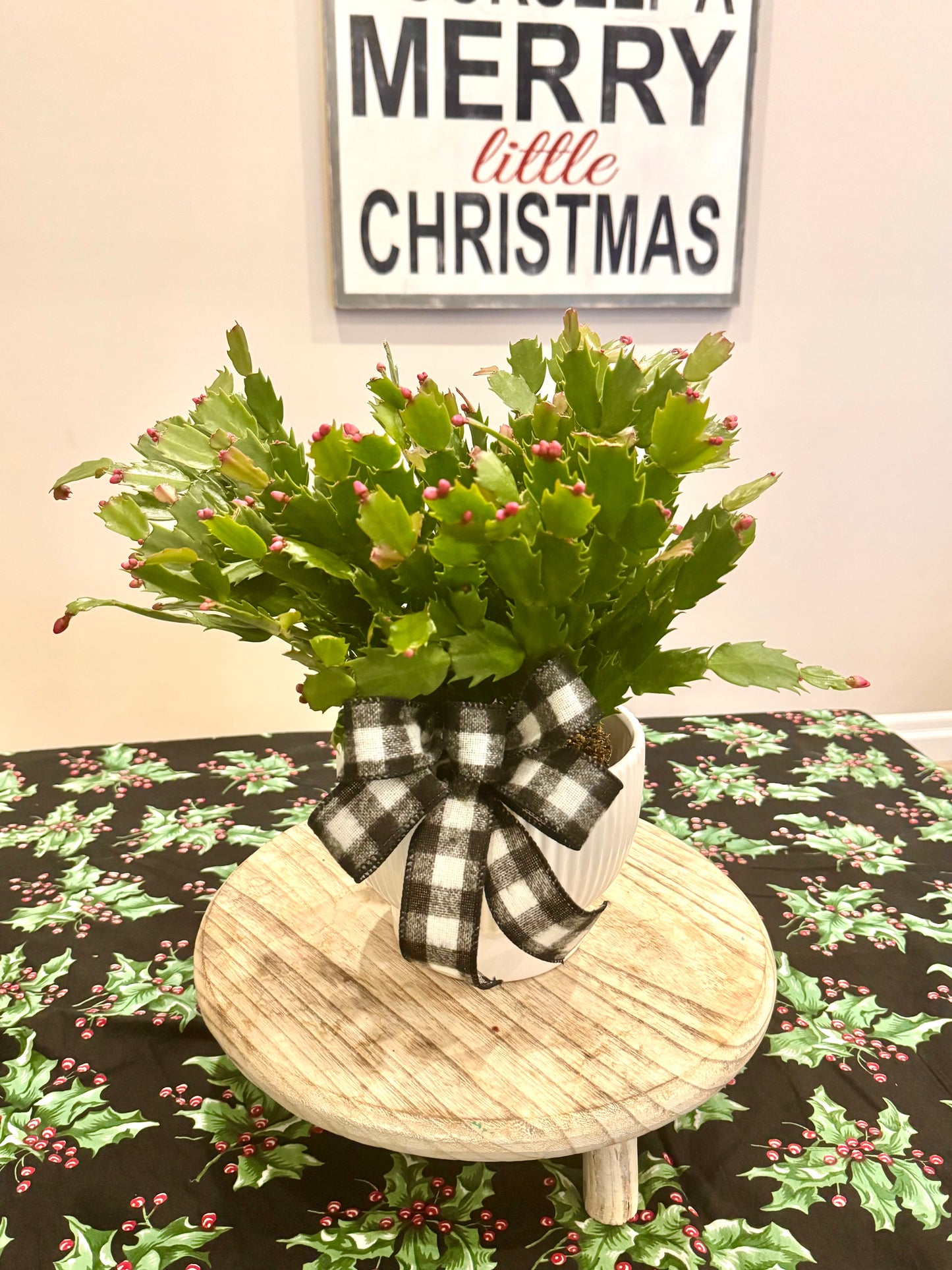 Christmas Cactus