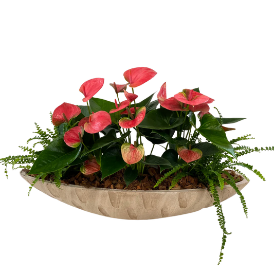 Deluxe Pink Anthurium Boat