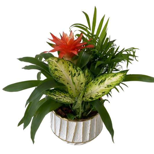 Bromeliad Planter