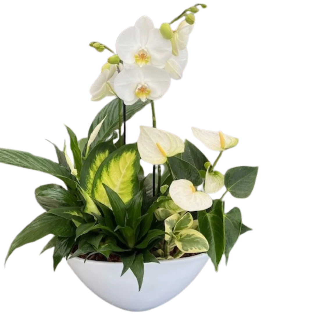 Deluxe Orchid Planter