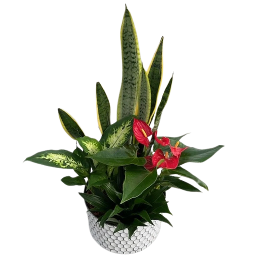 Fall Sansevieria Planter