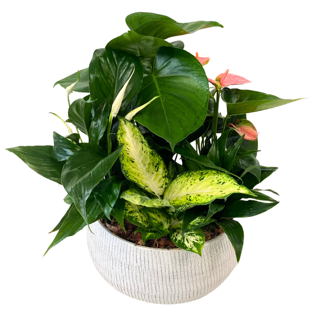 Deluxe Monstera Planter