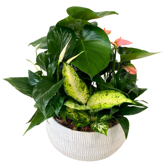 Deluxe Monstera Planter