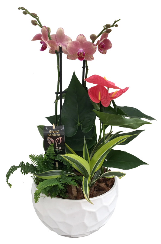 Deluxe Orchid Planter