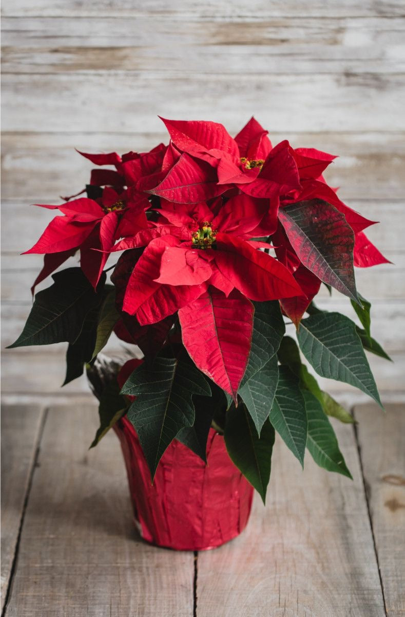 Poinsettia