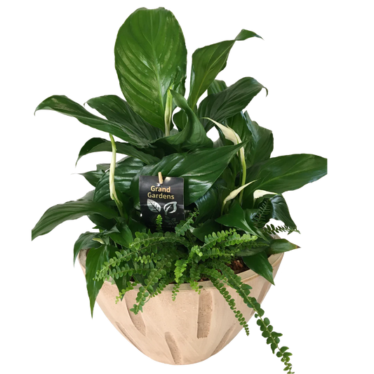 Peace Lily Planter