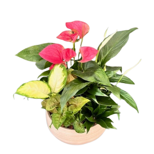 White Wash Anthurium Planter