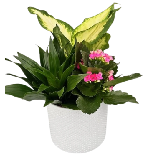 Mixed Tropical Planter