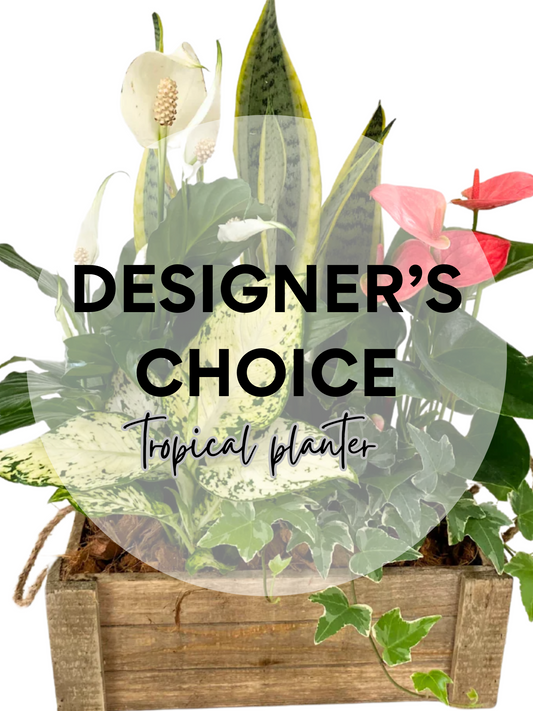 Designer’s Choice Tropical Planter