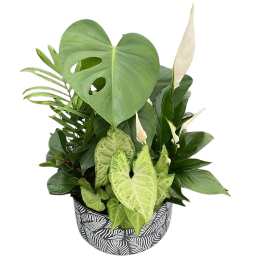 White Leaf Monstera Mix