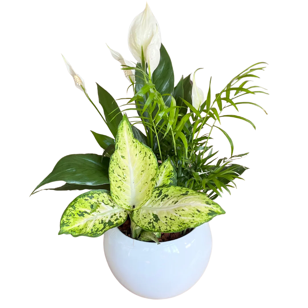 Peace Lily Planter