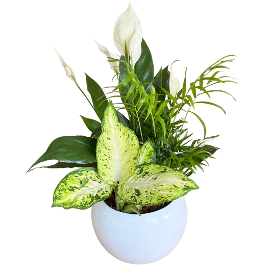 Peace Lily Planter