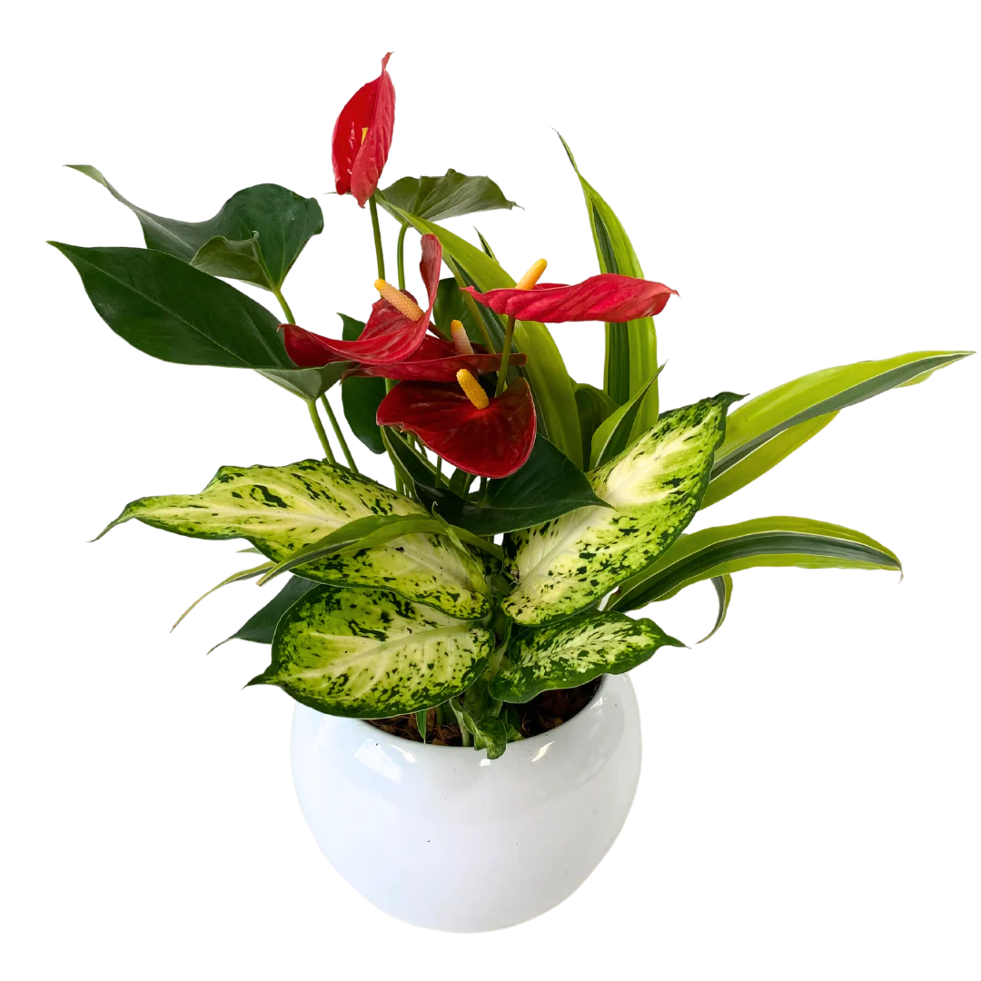 Mixed Anthurium Planter