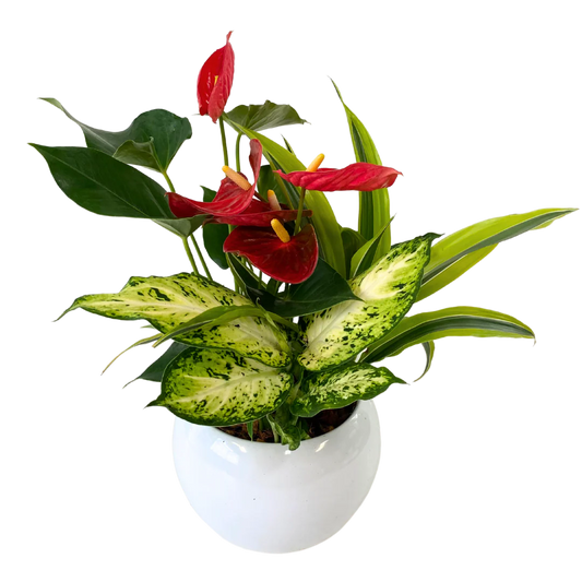 Mixed Anthurium Planter