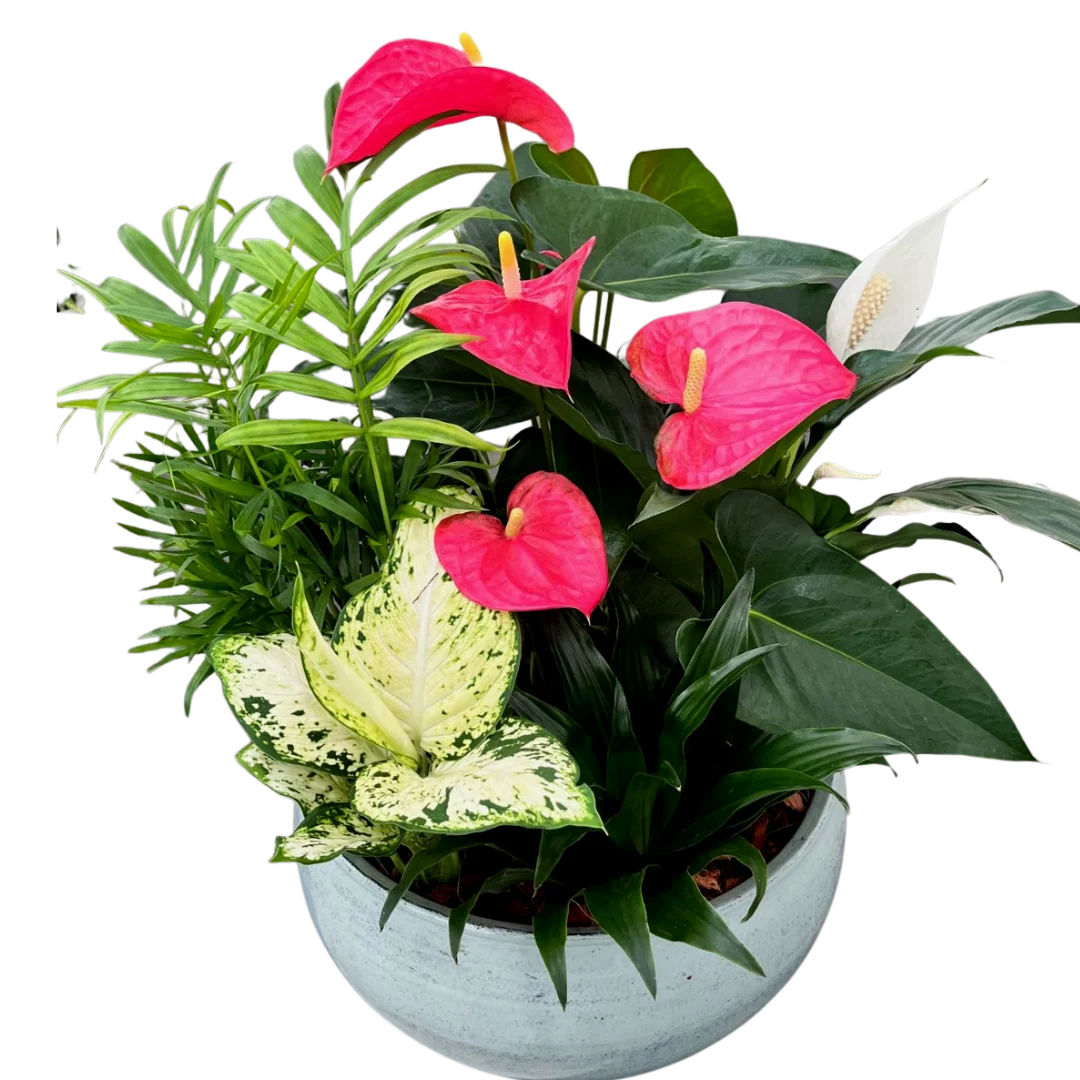 Mixed Anthurium Bowl
