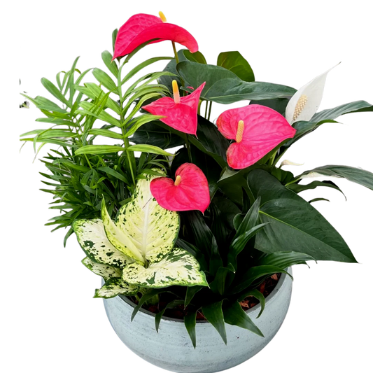 Mixed Anthurium Bowl