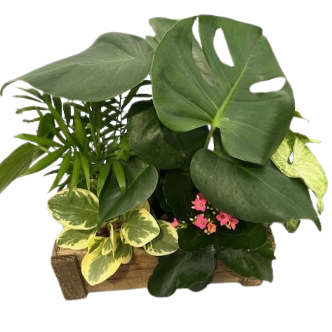 Mixed Tropical Crate
