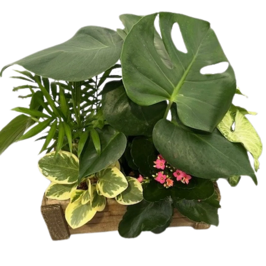 Mixed Tropical Crate