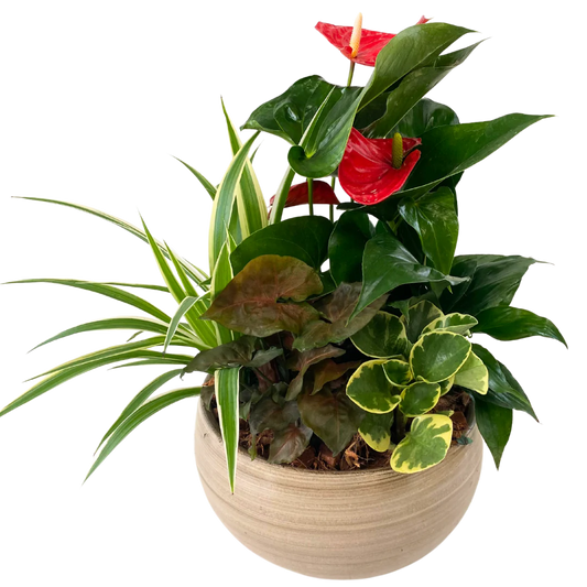 Peace Lily & Anthurium Planter