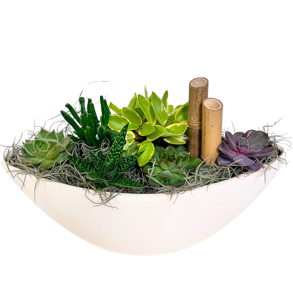 Succulent Boat