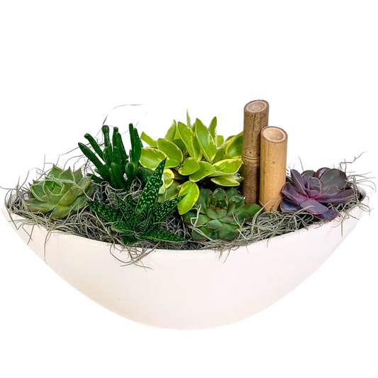 Succulent Boat