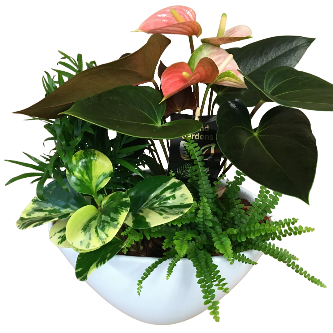 Anthurium Planter