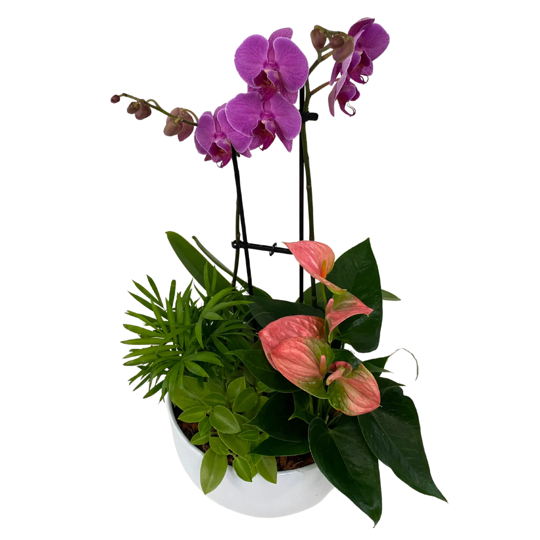 Deluxe Orchid Planter