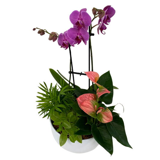 Deluxe Orchid Planter