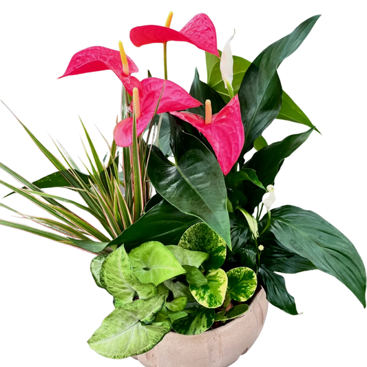 Peace Lily & Anthurium Planter