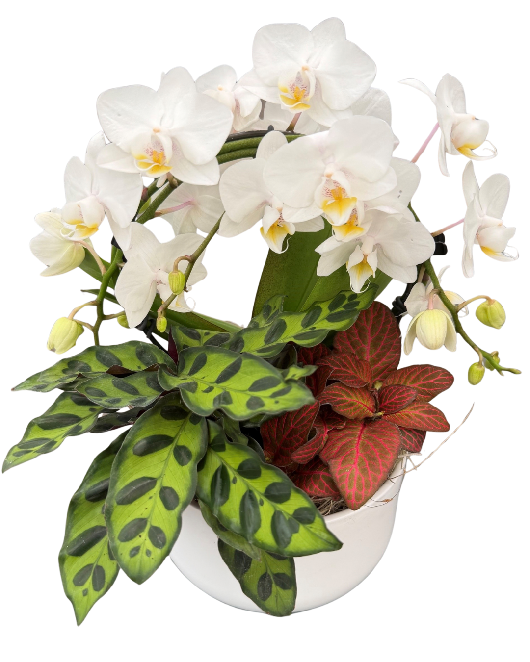 Orchid Mixed Bowl