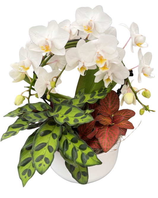 Orchid Mixed Bowl