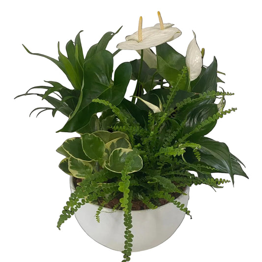 White Sympathy Tropical Bowl