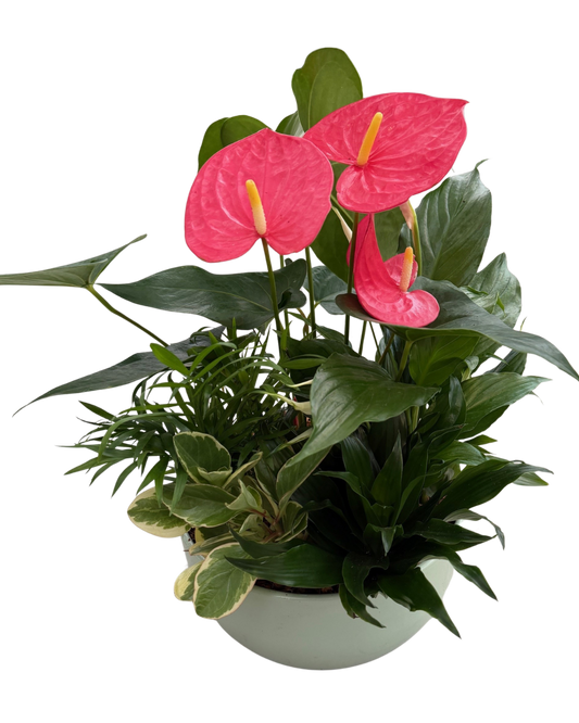 Cresta Anthurium Planter