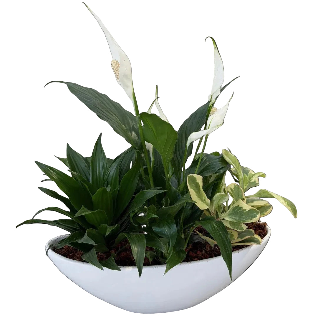 Peace Lily Boat
