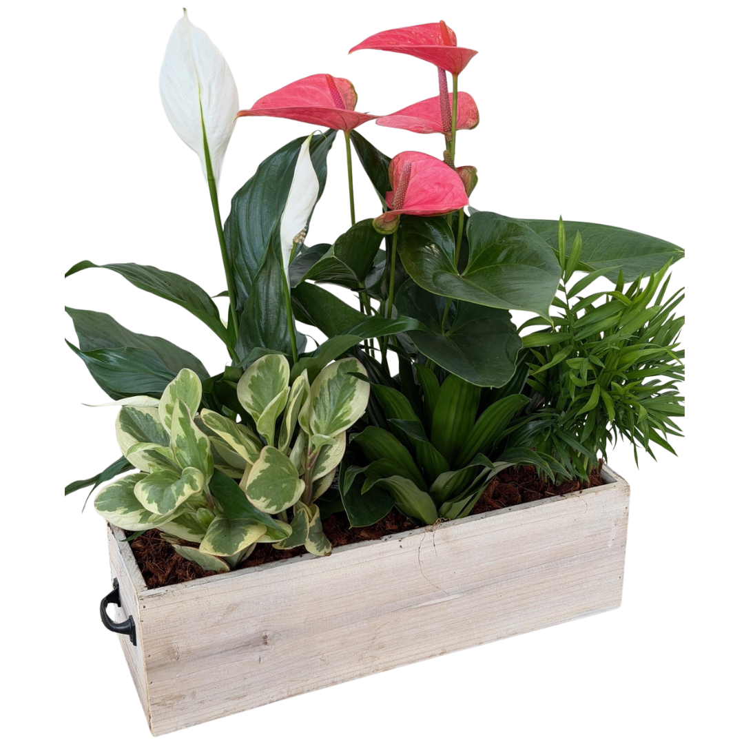 Mixed Tropical Wooden Box