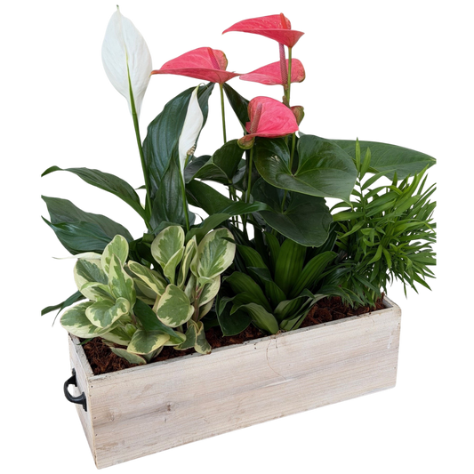 Mixed Tropical Wooden Box
