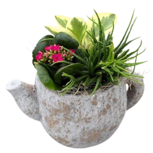 Mixed Tropical Teapot