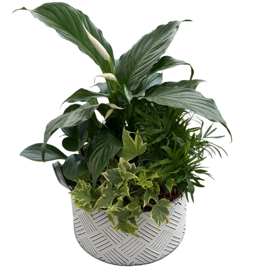 Crosshatch Tin Mixed Tropical